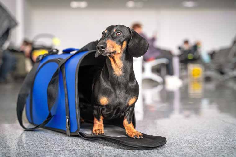 Reisen mit Tiere - Rostock