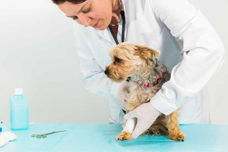 Untersuchung / Diagnostik - Haustiere
